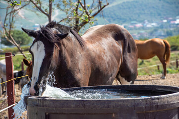 Sticker - horse in a stable