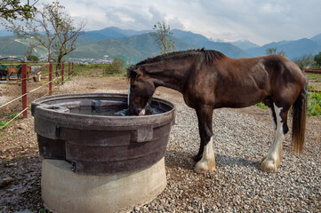 Sticker - horse in a stable