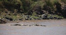 Crocodiles Eat Zebra In The River