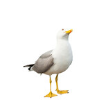 Fototapeta Zwierzęta - Sea gull, isolated on white background