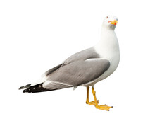 Sea Gull, Isolated On White Background