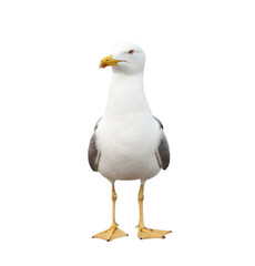 Seagull, isolated on white background