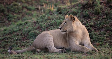 Wall Mural - lions are resting in the savannah