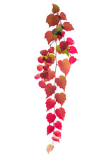 Colorful Autumn Ivy Branch Isolated On White Background