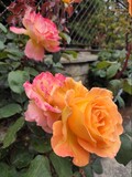 Fototapeta  - Yellow rose
