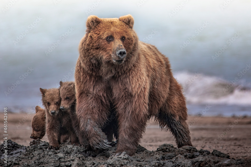 Grizzly bear mother protecting cute cubs on Alaskan beach Stock Photo ...