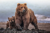 Fototapeta  - Grizzly bear mother protecting cute cubs on Alaskan beach