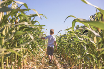 Beauty kid boy on summer corn  field  over blue clear sky. Happy young healthy woman enjoying nature outdoors. Running and Spinning female. Flying. Free, freedom concept, environment