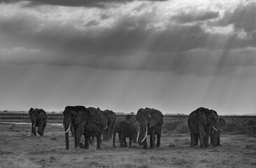 Wall Mural - elephant in africa
