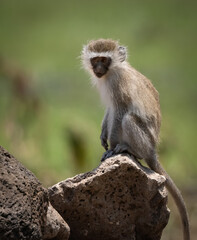 Poster - A monkey in Africa 