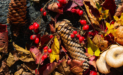 Wall Mural - a background with the colors of autumn