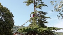 Male Arborist Standing On High Chair Lift Crane Platform And Cutting Down Pine Tree Branches With Electric Chainsaw, Tree Worker In Uniform Using Rope For Safety. Professional Lumberjack Using Garden