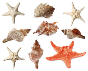 Wall Mural - Collection of different beautiful sea stars and shells on white background