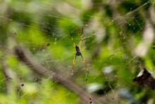 Closeup Of A Golden Silk Orb-weaver On A Spider Web In A Field Under The Sunligh