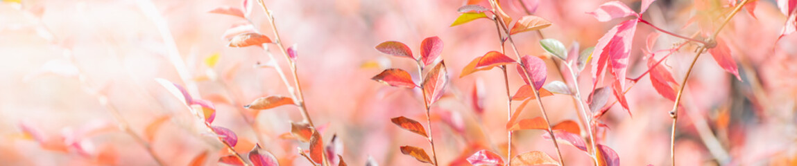 Wall Mural - Beautiful panoramic autumn scenery with colorful leaves and bokeh background
