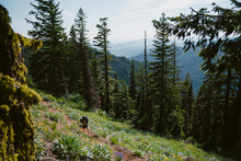 Woman Hikes Along Single Track Trail Surrounded By Wild Flowers