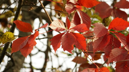 Wall Mural - red maple leaves