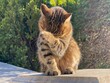 © OLENA LIALINA - Cat makes facepalm his face covering  with his paw. Cute tabby cat makes gesture facepalm movement.