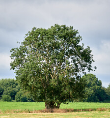 Poster - Tree in a green flat agricultural field in spring