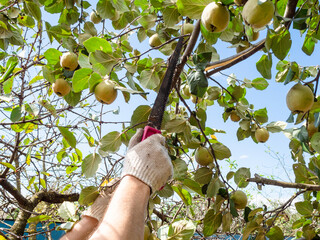 man saws a quince tree branch with a hand saw