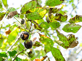 Wall Mural - twigs of tree with ripe walnuts inside green husk