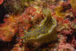 © Andi K - Variable Sternschnecke im ionischen Meer