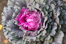 Close-up Image Of Decorative Fall Kale Cabbage.Fresh Violet Cabbage ,brassica Oleracea, Plant Leaves.Variegated Ornamental Cabbage Of Pink And Green Flowers Growing In The Ground