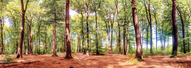 Wall Mural - Picturesque forest in autumn with large trees and autumn leaves on the forest floor