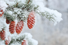 Snow Covered Pine Cones In Forest Creates Christmas Card Scene