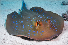 Kuhl's Blue Spotted Stingray On Top Of Sand