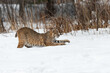 Bobcat (Lynx rufus) Lies on Snow Paws Outstretched Winter