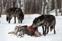 Black Phase Grey Wolf (Canis Lupus) Nose To Deer Carcass Second In Background Winter