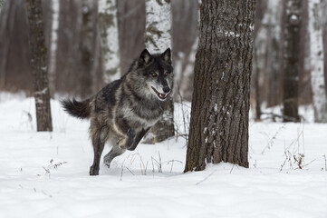 Wall Mural - Black Phase Grey Wolf (Canis lupus) Bounds Through Snowy Forest Winter