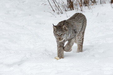 Wall Mural - canadian lynx (lynx canadensis) steps forward through snow winter