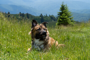 Sticker - Closeup shot of a beautiful shepherd dog in the grass under the sun