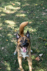 Canvas Print - Closeup shot of a beautiful shepherd dog in the grass under the sun looking at the camera