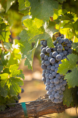 Beautiful Lush Wine Grape Bushels In The Vineyard