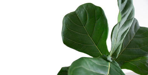 Wall Mural - fiddle leaf fig tree on white background.