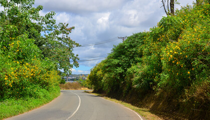 Wall Mural - Road on the Dalat Plateau with wild sunflowers