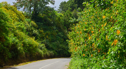 Wall Mural - Road on the Dalat Plateau with wild sunflowers