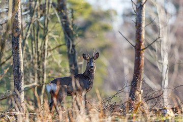 Wall Mural - Roe deer buck standing and looking at the camera in the forest