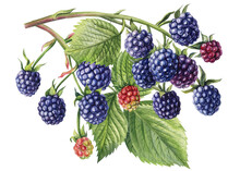 Branch With Berries And Leaves Isolated White Background. Watercolor Botanical Illustration Blackberries 