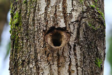 Hollow In The Tree, Old Oak Hole Small Bird House