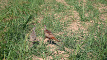 Flock Of Common Pheasant In The Field In Nature. Group Of Wild Birds. Male And Female Common Pheasant. Phasianus Colchicus. 