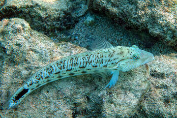 Sticker - Speckled  sandperch in Red sea, Egypt