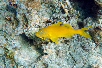 Wall Mural - Yellowsaddle goatfish on the coral reef, Red Sea