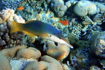 Wall Mural - Female  Bird wrasse fish at coral reef, Red sea