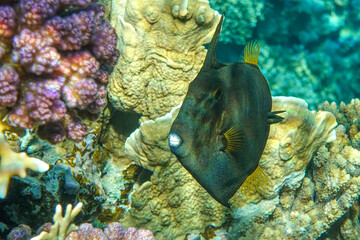 Wall Mural - Broom filefish  in Red sea, Egypt, 