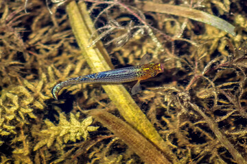 Small colorful sailfin molly fish in the Florida Everglades