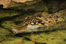 Closeup Shot Of A Small Caiman Alligator In The Dirty Water